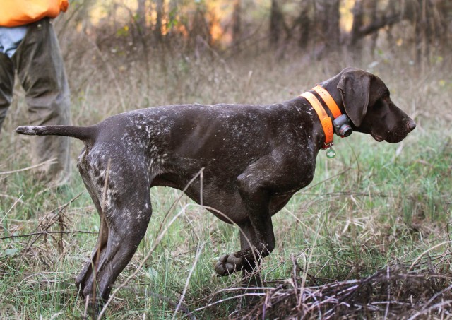 Recognizing a Bloat Emergency Could Save Your Dog's Life