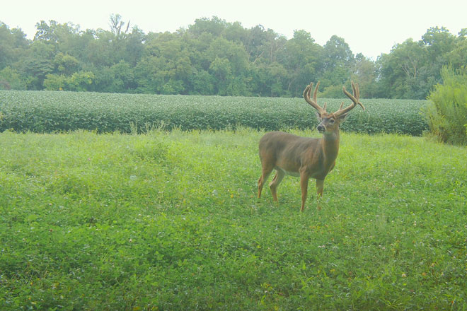 Food Plot Options for Late Summer and Early Fall