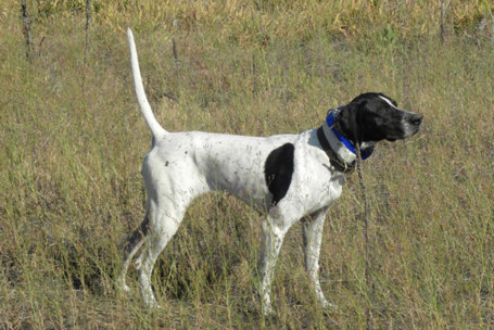 Gundogz Rescue