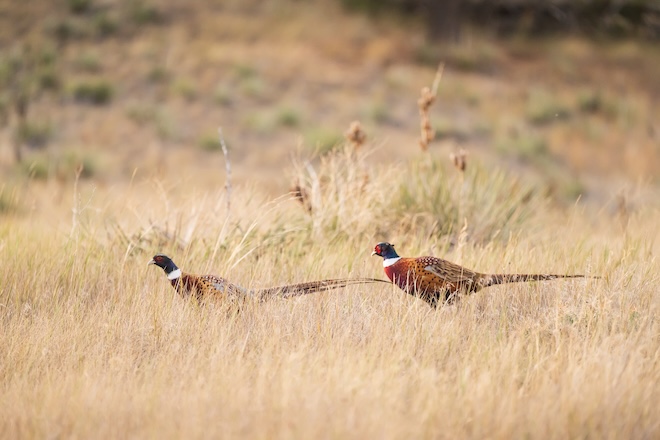 Regional Conservation Partnership Program Investment Making a Big Difference in Montana