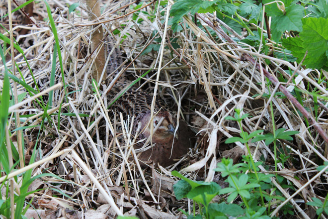 Facts Surrounding the Magic of Nesting Season