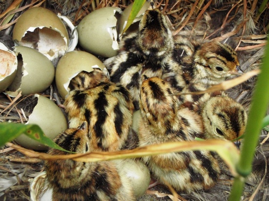 Pheasant Facts Ecology