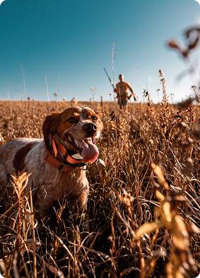 Home Programs Upland Hunting