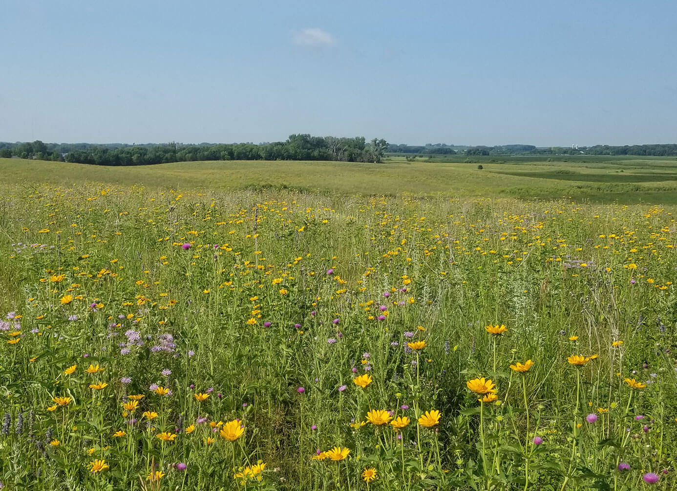 Flowers in field with blue skies