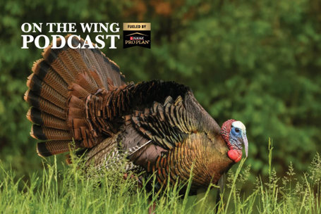 PODCAST EP. 360: Quail vs. Turkey Habitat Secrets Every Landowner Should Know
