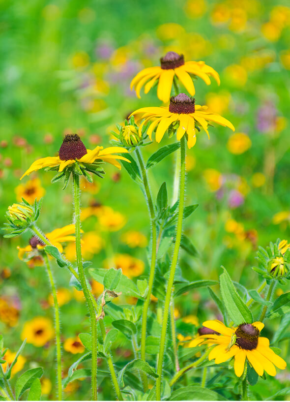 conservation-advocacy-farmbill-programs-item.jpg